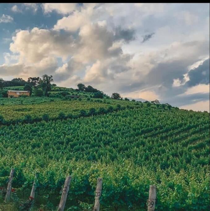 本图贡萨尔维斯Casa Vigneto Octavio No Vale Dos Vinhedos别墅 外观 照片