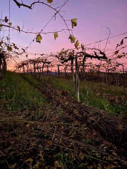 本图贡萨尔维斯Casa Vigneto Octavio No Vale Dos Vinhedos别墅 外观 照片
